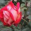 Thumbnail #4 of Rosa  by palmbob