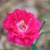 Thumbnail #2 of Rosa  by absinthe27