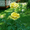 Thumbnail #2 of Rosa  by beccas_garden
