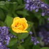 Thumbnail #3 of Rosa  by beccas_garden