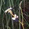 Thumbnail #2 of Iris domestica by Badseed