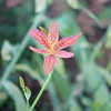 Thumbnail #4 of Iris domestica by CARRIGAN