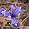 Thumbnail #2 of Iris reticulata by Toxicodendron