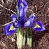 Thumbnail #1 of Iris reticulata by jody