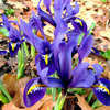 Thumbnail #4 of Iris reticulata by GardenGuyKin