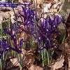 Thumbnail #5 of Iris reticulata by Badseed