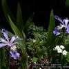 Thumbnail #1 of Iris cristata by poppysue