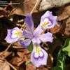 Thumbnail #4 of Iris cristata by Toxicodendron
