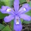 Thumbnail #5 of Iris cristata by Shirley1md