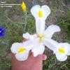 Thumbnail #5 of Iris x hollandica by JodyC