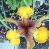 Thumbnail #2 of Iris x hollandica by PotEmUp