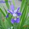 Thumbnail #2 of Iris sibirica by carolann