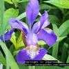 Thumbnail #1 of Iris sibirica by poppysue