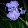Thumbnail #3 of Iris  by violabird