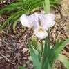 Thumbnail #3 of Iris  by Wandasflowers