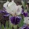 Thumbnail #3 of Iris  by flowerfrenzy