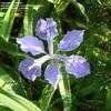 Thumbnail #1 of Iris tectorum by rainbeau