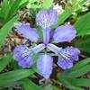 Thumbnail #3 of Iris tectorum by EROCTUSE2