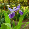 Thumbnail #4 of Iris tectorum by EROCTUSE2