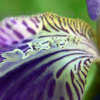 Thumbnail #5 of Iris tectorum by EROCTUSE2
