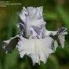 Thumbnail #3 of Iris  by greenorchid