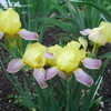 Thumbnail #4 of Iris variegata by figaro52
