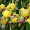 Thumbnail #5 of Iris variegata by Calif_Sue