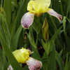 Thumbnail #1 of Iris variegata by Margiempv