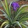 Thumbnail #5 of Iris pallida by hczone6