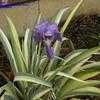 Thumbnail #2 of Iris pallida by hczone6