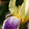 Thumbnail #3 of Iris  by Calif_Sue