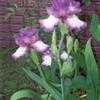 Thumbnail #3 of Iris  by Wandasflowers