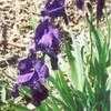 Thumbnail #4 of Iris  by Wandasflowers