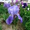 Thumbnail #3 of Iris  by 500Greenthumb