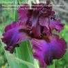 Thumbnail #5 of Iris  by cathysplants