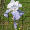 Thumbnail #4 of Iris  by PinetopPlanter