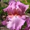 Thumbnail #1 of Iris  by irismart