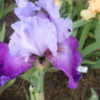 Thumbnail #5 of Iris  by iowhen