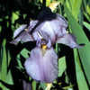 Thumbnail #1 of Iris  by Joan