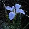 Thumbnail #2 of Iris unguicularis by John_Benoot