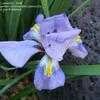 Thumbnail #4 of Iris unguicularis by ineedacupoftea