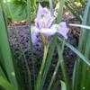Thumbnail #5 of Iris unguicularis by ineedacupoftea