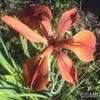 Thumbnail #5 of Iris fulva by QueenB