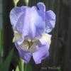 Thumbnail #5 of Iris pallida by Sue_WA