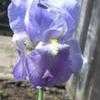 Thumbnail #2 of Iris pallida by mgh