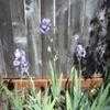 Thumbnail #3 of Iris pallida by mgh