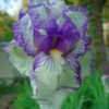 Thumbnail #3 of Iris  by lovelyiris