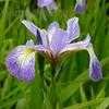 Thumbnail #2 of Iris versicolor by poppysue