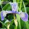 Thumbnail #1 of Iris versicolor by laurief