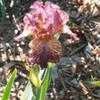 Thumbnail #5 of Iris  by Wandasflowers